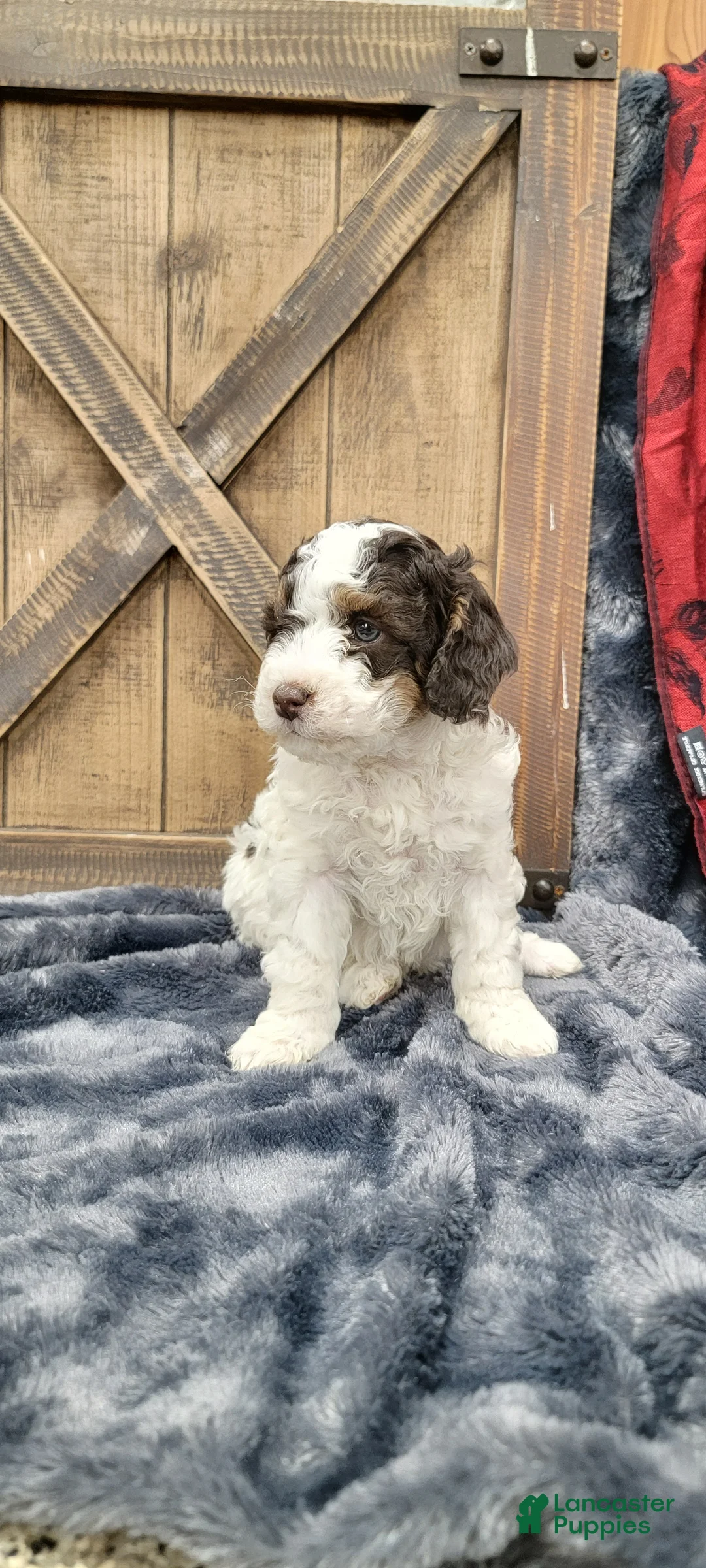 Cockapoo dogs for sale: Sonny - Ad 7