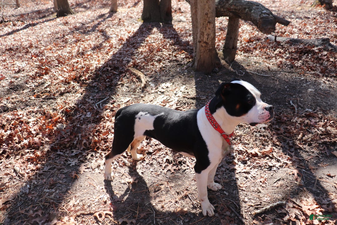 American Bully dogs for sale: Nibbler - Ad 4