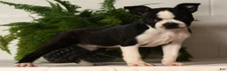 Boston Terrier dogs for sale: Rosie - Ad 5
