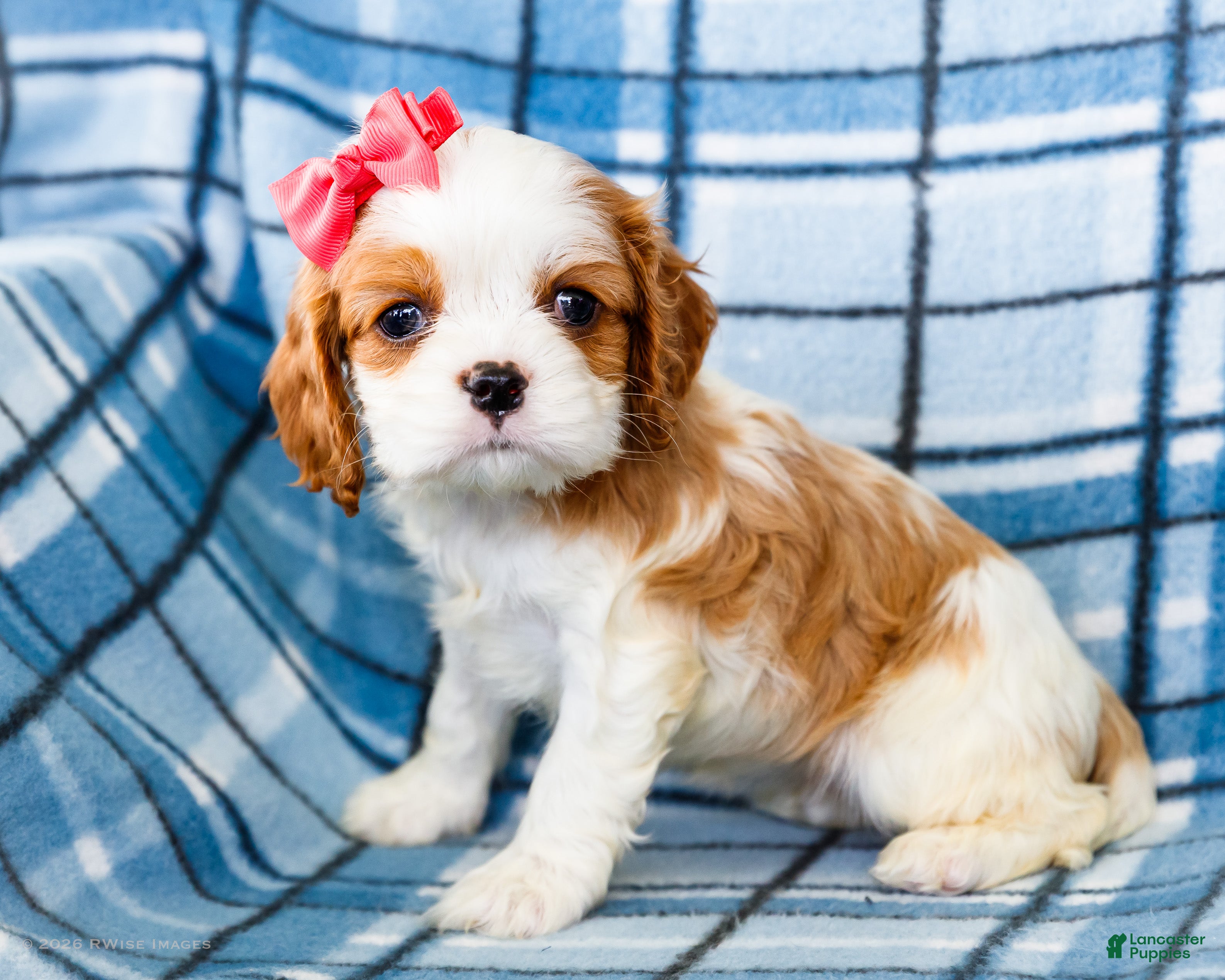 Mixed Breed dogs Janie - Ad 1