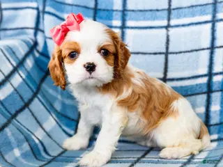 Mixed Breed dogs for sale: Janie - Ad 3