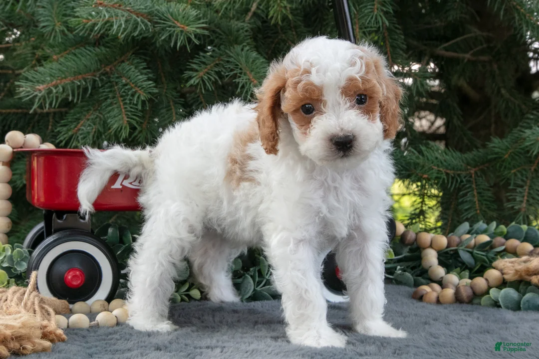 Mini Goldendoodle dogs for sale: Roger - Ad 2