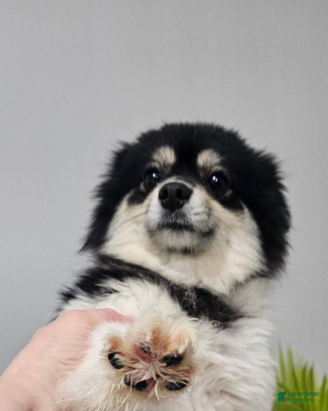 Pomeranian dogs for sale: Riggs - Ad 14