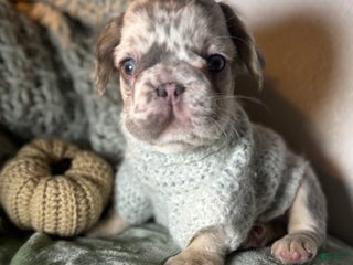 French Bulldog dogs - Ad 16