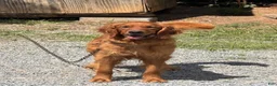 Golden Retriever dogs for sale: Golden Retriever 2 - Ad 2