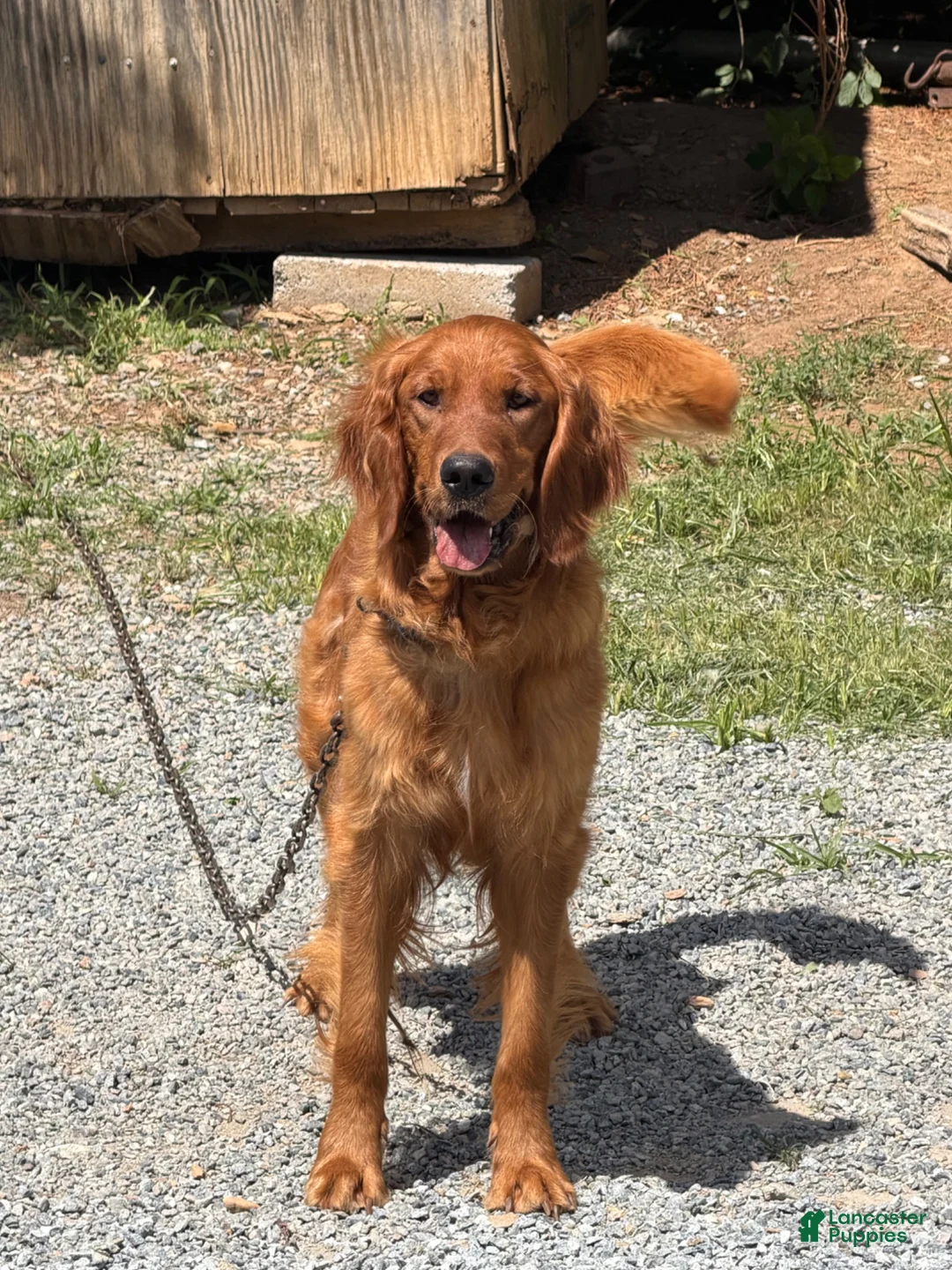 Golden Retriever dogs for sale: Golden Retriever 2 - Ad 2