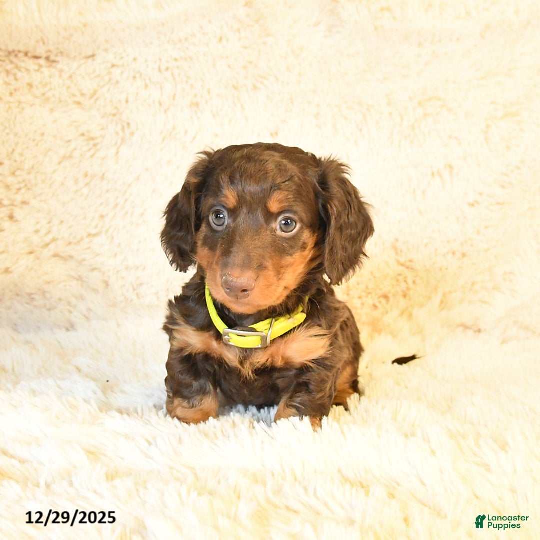 Miniature Dachshund dogs for sale: Lexus - Ad 2