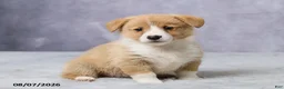 Welsh Corgi Pembroke dogs for sale: Atlas - Ad 4