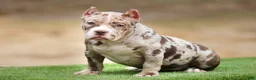 American Bully dogs for sale: Chocolate Merle Female - Ad 2