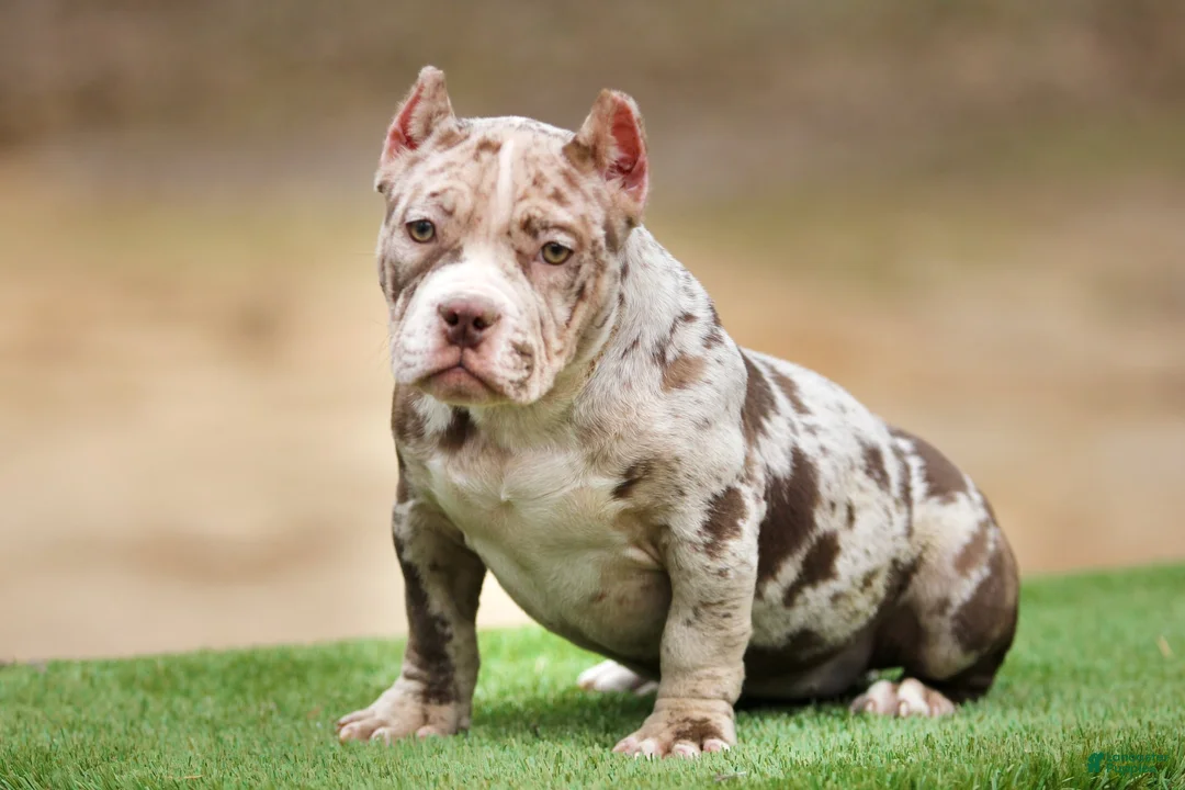 American Bully dogs for sale: Chocolate Merle Female - Ad 2