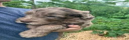 Labradoodle dogs for sale: Freckles - Ad 3
