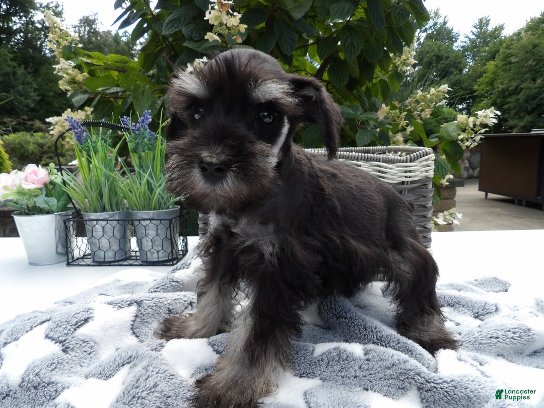 Miniature Schnauzer dogs for sale: Miniature Schnauzer Puppy 5 Curt - Ad 4