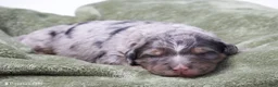 Mini Bernedoodle dogs for sale: Jupiter  - Ad 3