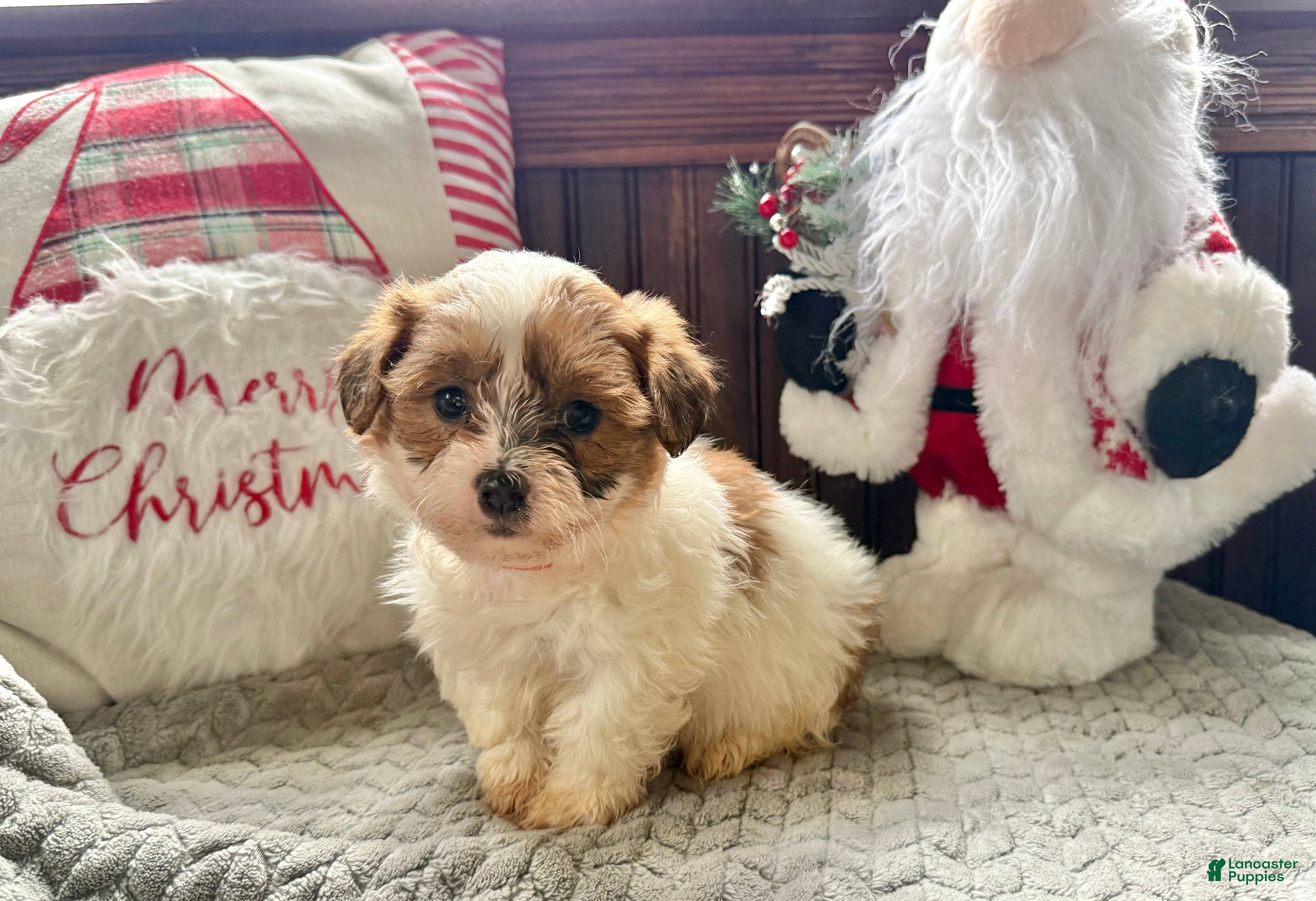 Teddy Bear dogs Trixie  - Ad 12