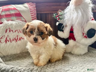 Teddy Bear dogs Trixie - Ad 34