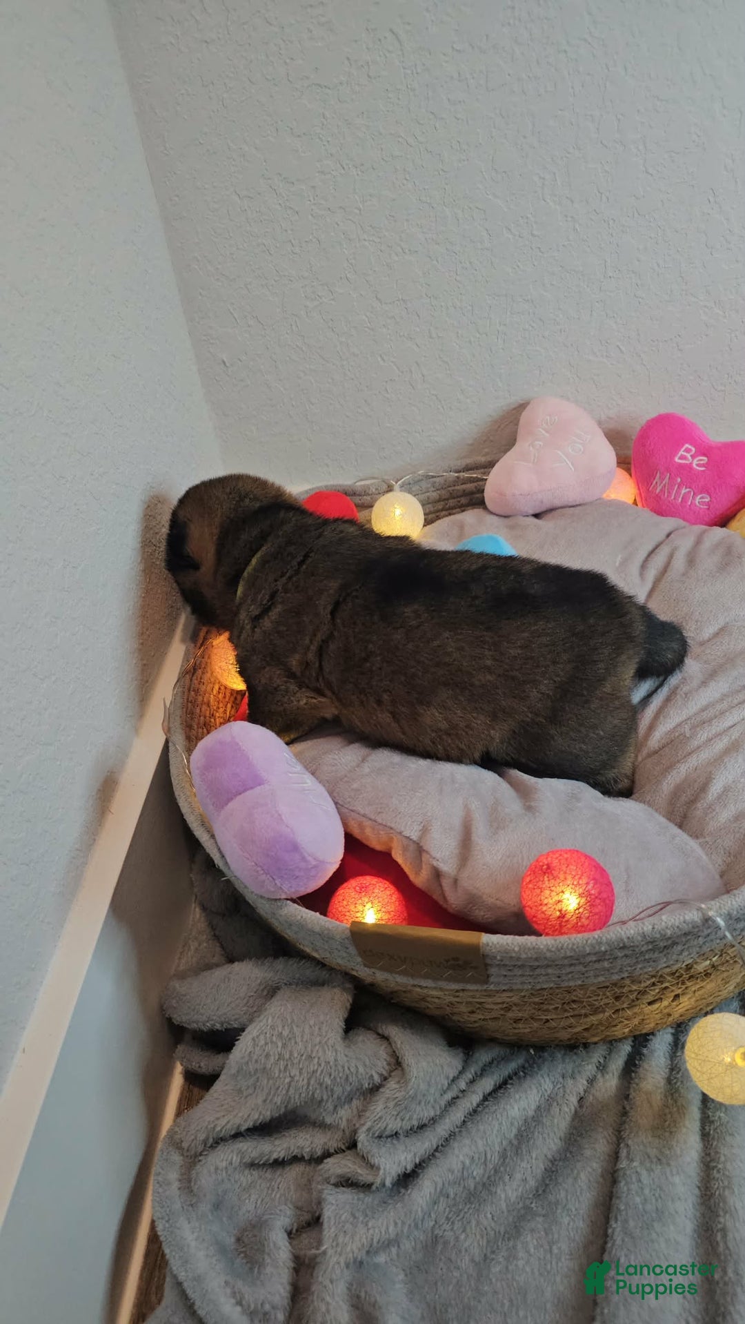 Shiba Inu dogs for sale: Mori - Ad 3