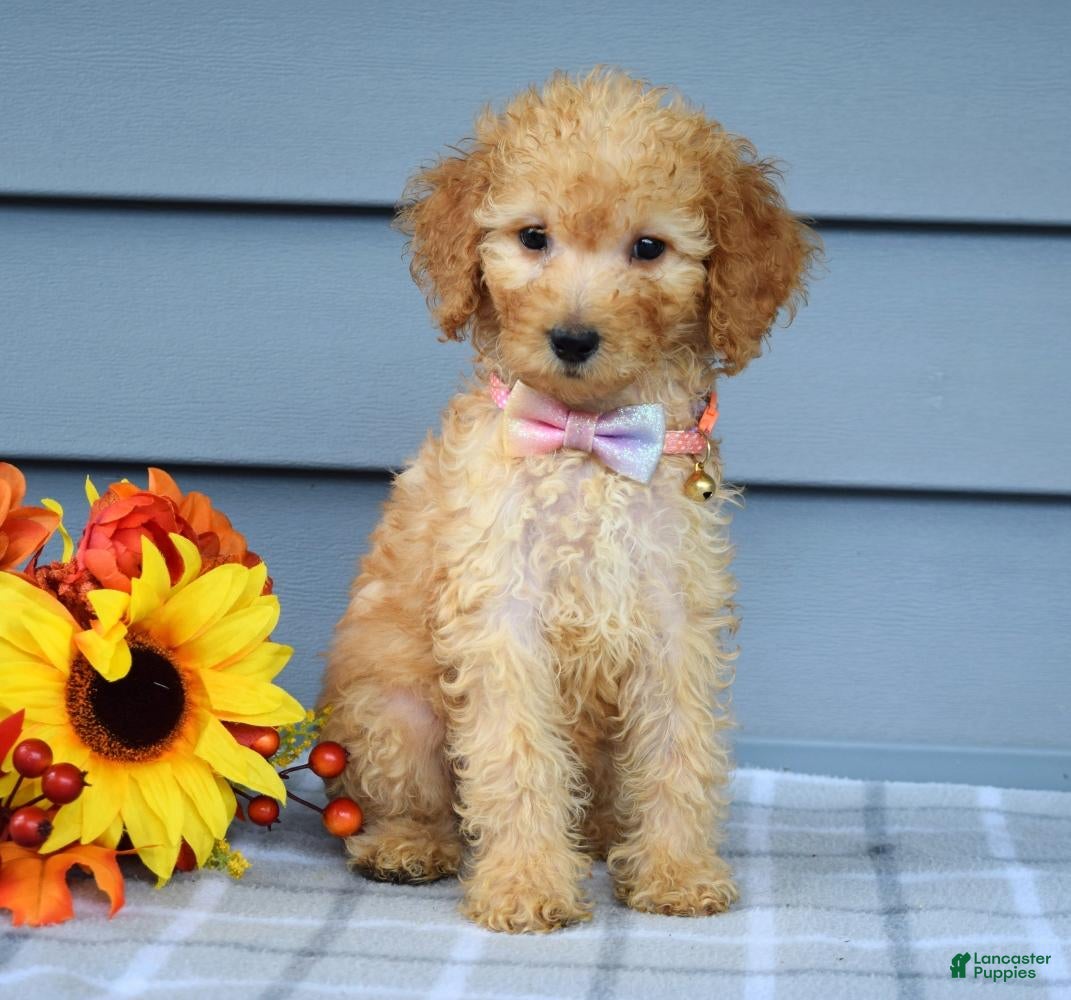 Goldendoodle dogs Olivia - Ad 2
