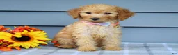 Goldendoodle dogs for sale: Olivia - Ad 2