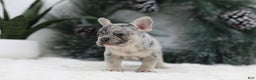 French Bulldog dogs for sale: Marco - Ad 4
