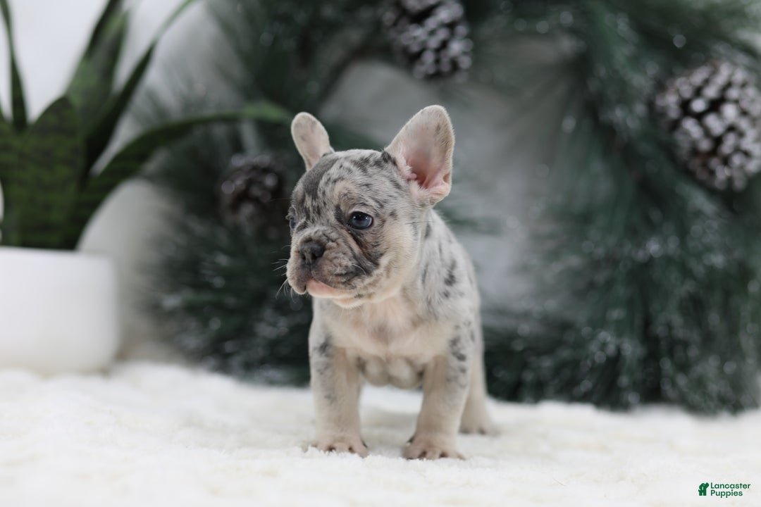 French Bulldog dogs for sale: Marco - Ad 4