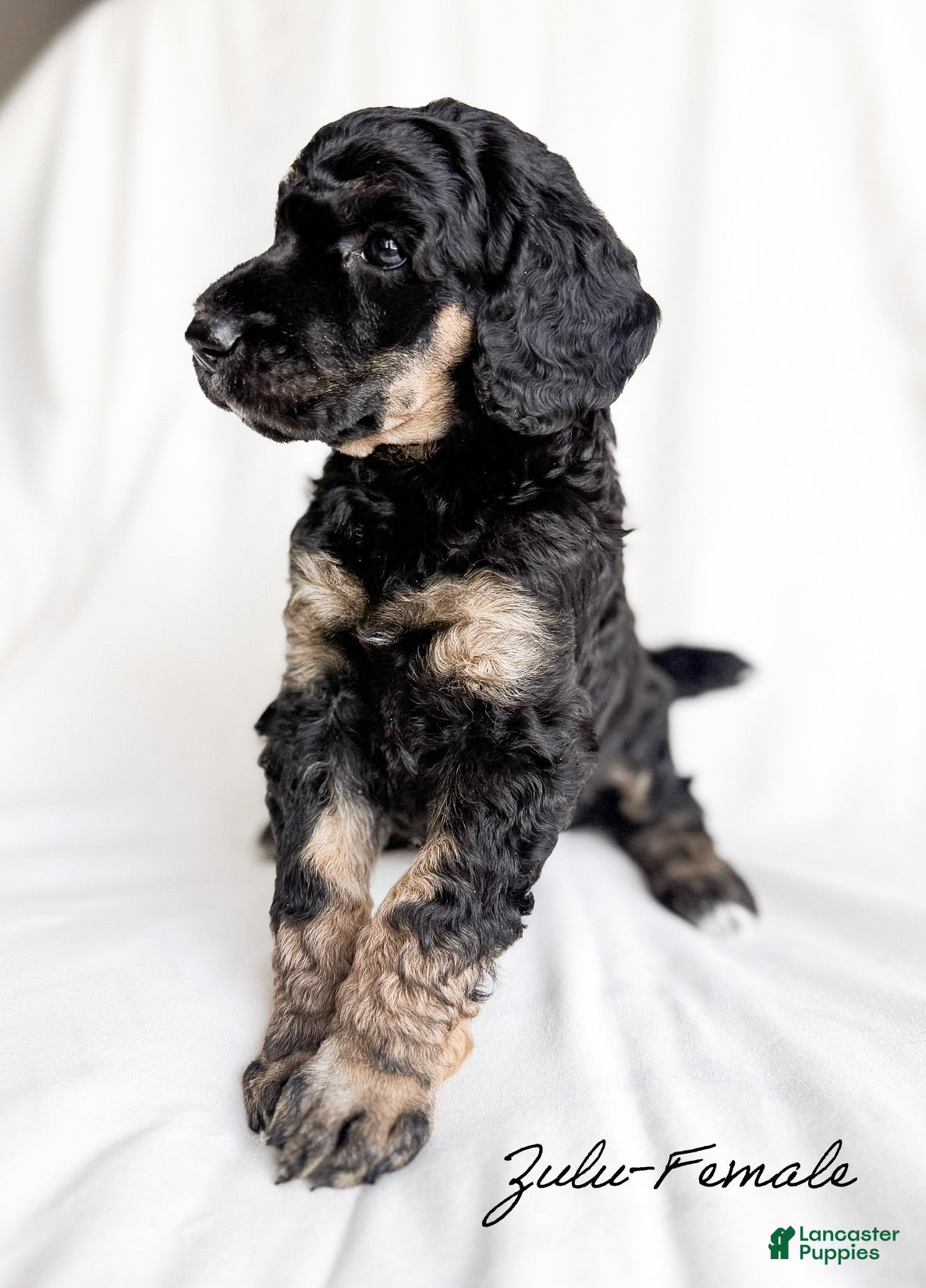 Standard Poodle dogs Zulu - Ad 16