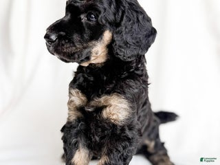 Standard Poodle dogs Zulu - Ad 21