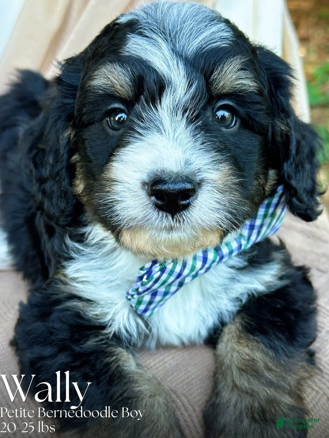 Mini Bernedoodle dogs for sale: Wally-Petite/Mini-OFA&GeneticParents - Ad 1