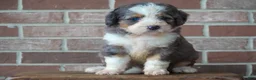 Bernedoodle dogs for sale: Sparkle - Ad 1