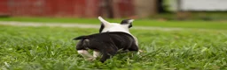 Frenchton dogs for sale: BONNIE - Ad 4
