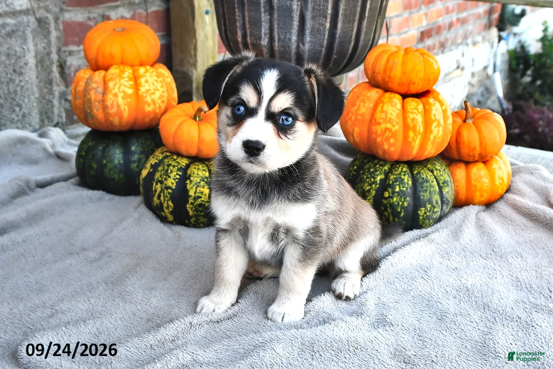 Mixed Breed dogs for sale: Sally - Ad 2