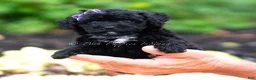 Maltipoo dogs for sale: Isalyn - Ad 4