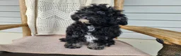 Mini Bernedoodle dogs for sale: Mia - Ad 13