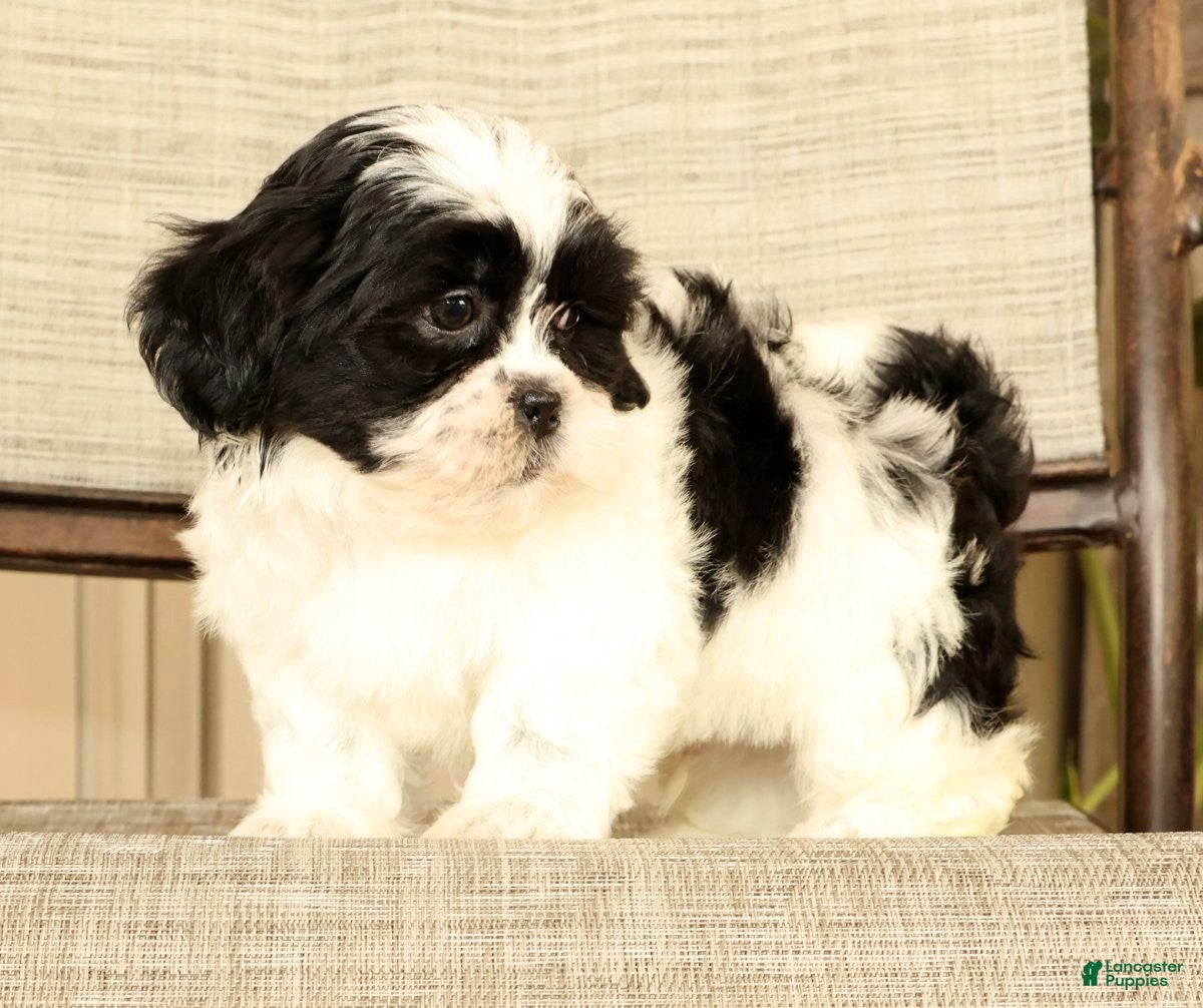 Malshi dogs for sale: Manny - Ad 2