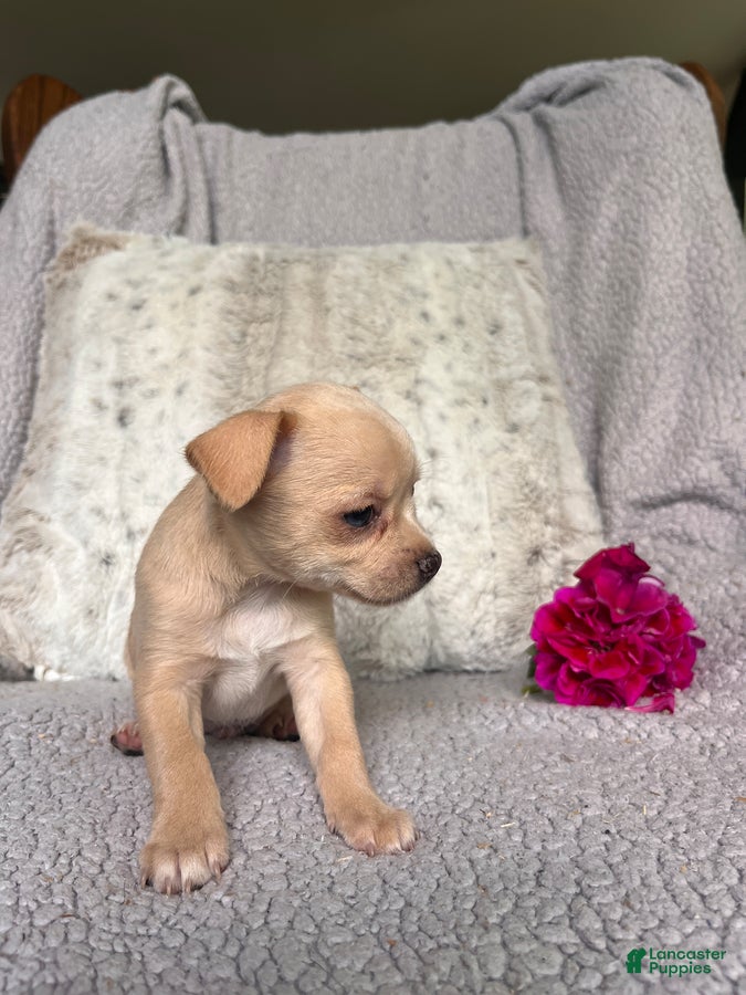 Chihuahua dogs Honey - Ad 2
