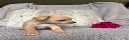 Chihuahua dogs for sale: Honey - Ad 2