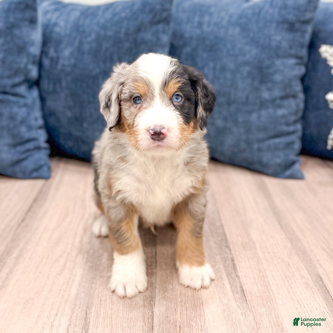 Mini Bernedoodle dogs for sale: Harley - Ad 7