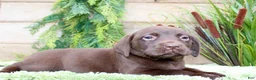 Labrador Retriever dogs for sale: Peanut - Ad 3