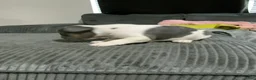 French Bulldog dogs for sale: French Bulldog Puppy 4 - Ad 3