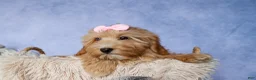 Havapoo dogs for sale: Ember 💛🐾 - Ad 7