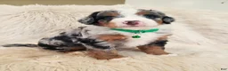 Mini Bernedoodle dogs for sale: FINN - Ad 4