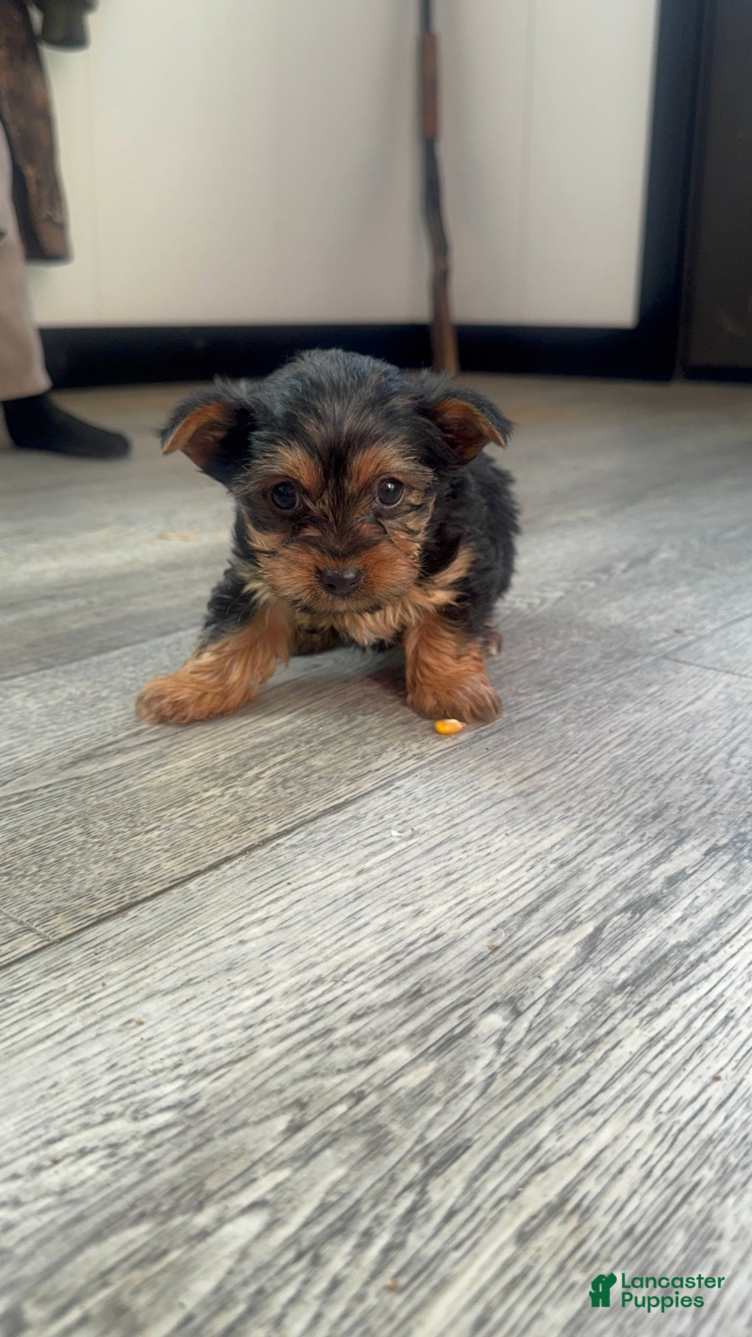 Yorkshire Terrier dogs for sale: Tiny - Ad 1