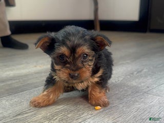 Yorkshire Terrier dogs Tiny - Ad 19