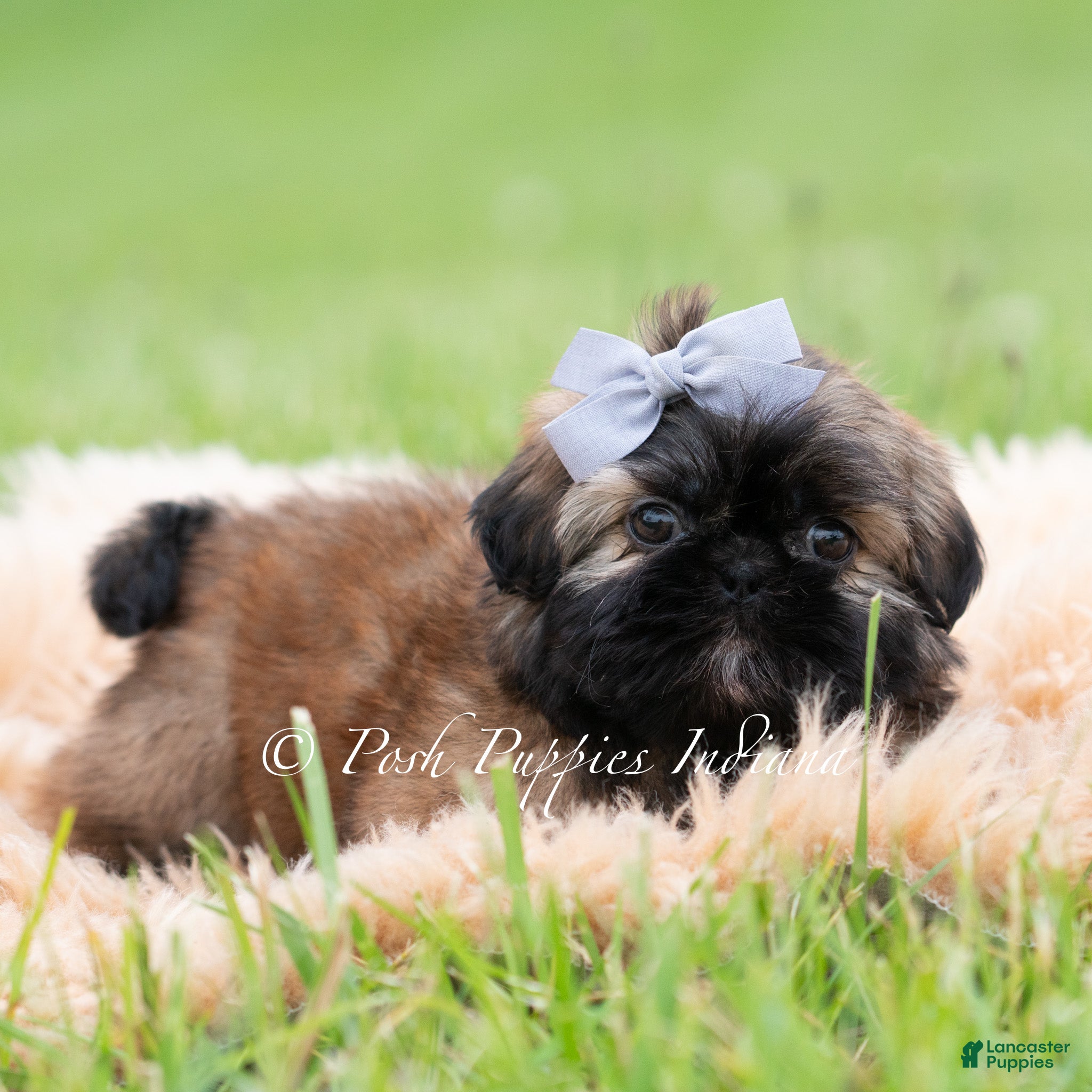 Shih Tzu dogs for sale: Alamo AKC - Ad 3
