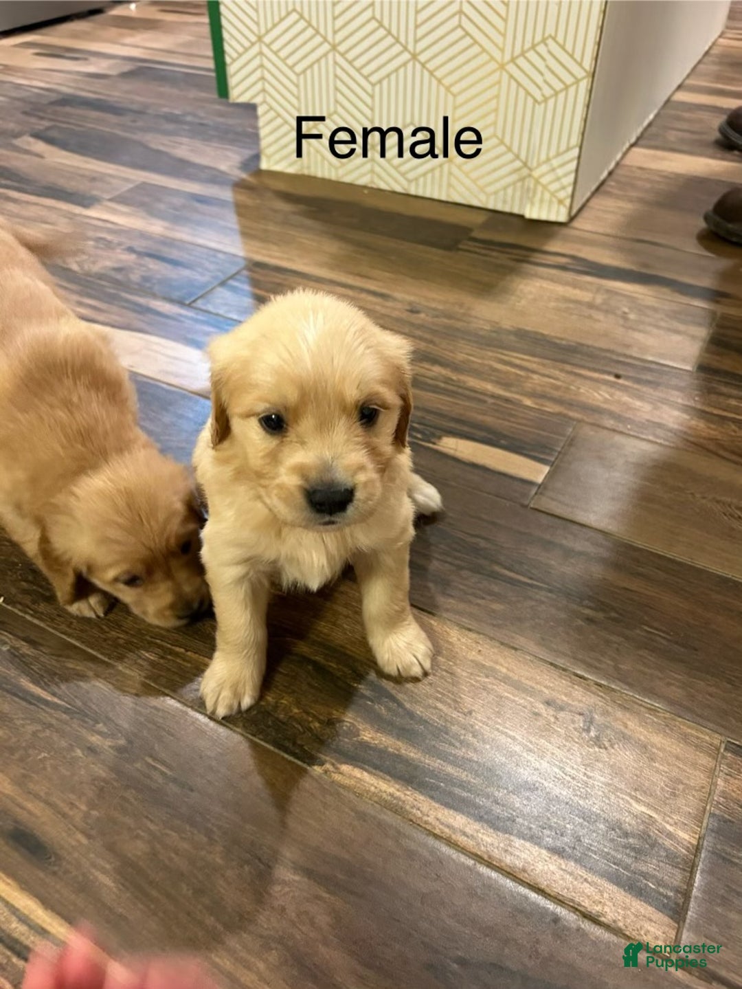 Golden Retriever dogs for sale: Golden Retriever litter of 8 puppies - Ad 9