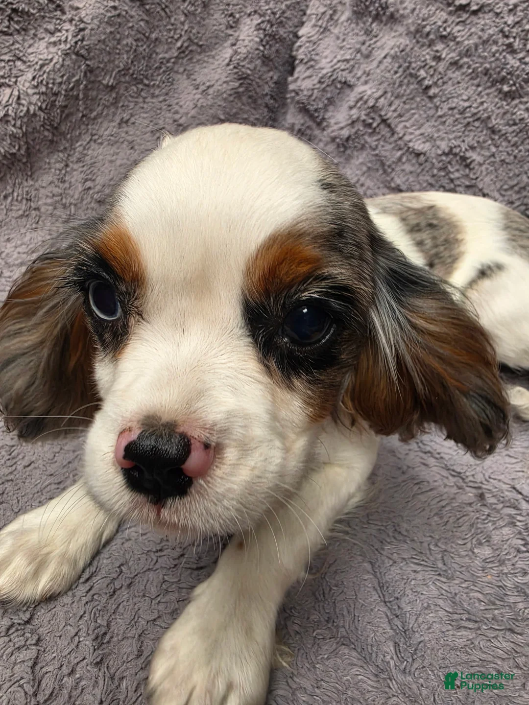 Cavalier King Charles Spaniel dogs for sale: Cavalier King Charles Spaniel 3 - Ad 2