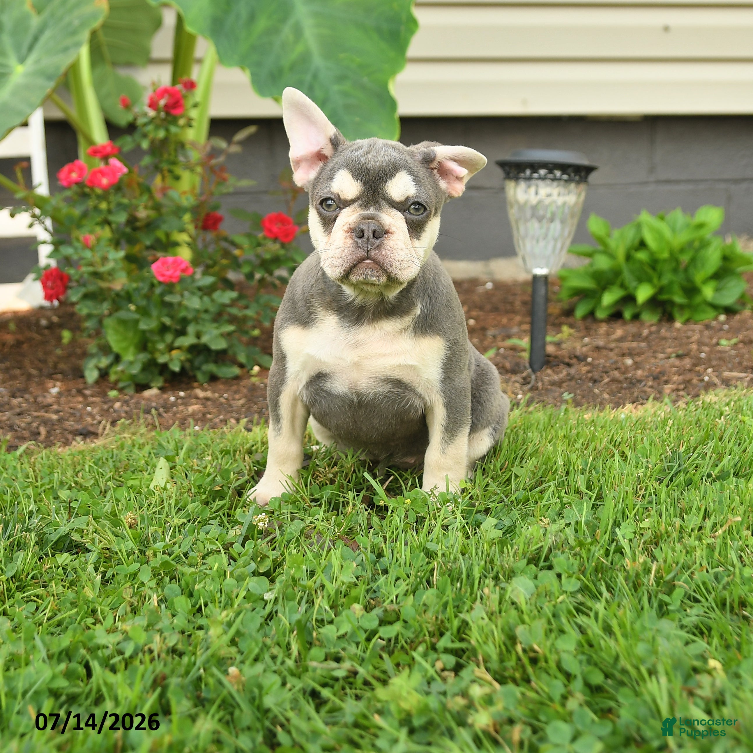 French Bulldog dogs Lucy - Ad 1