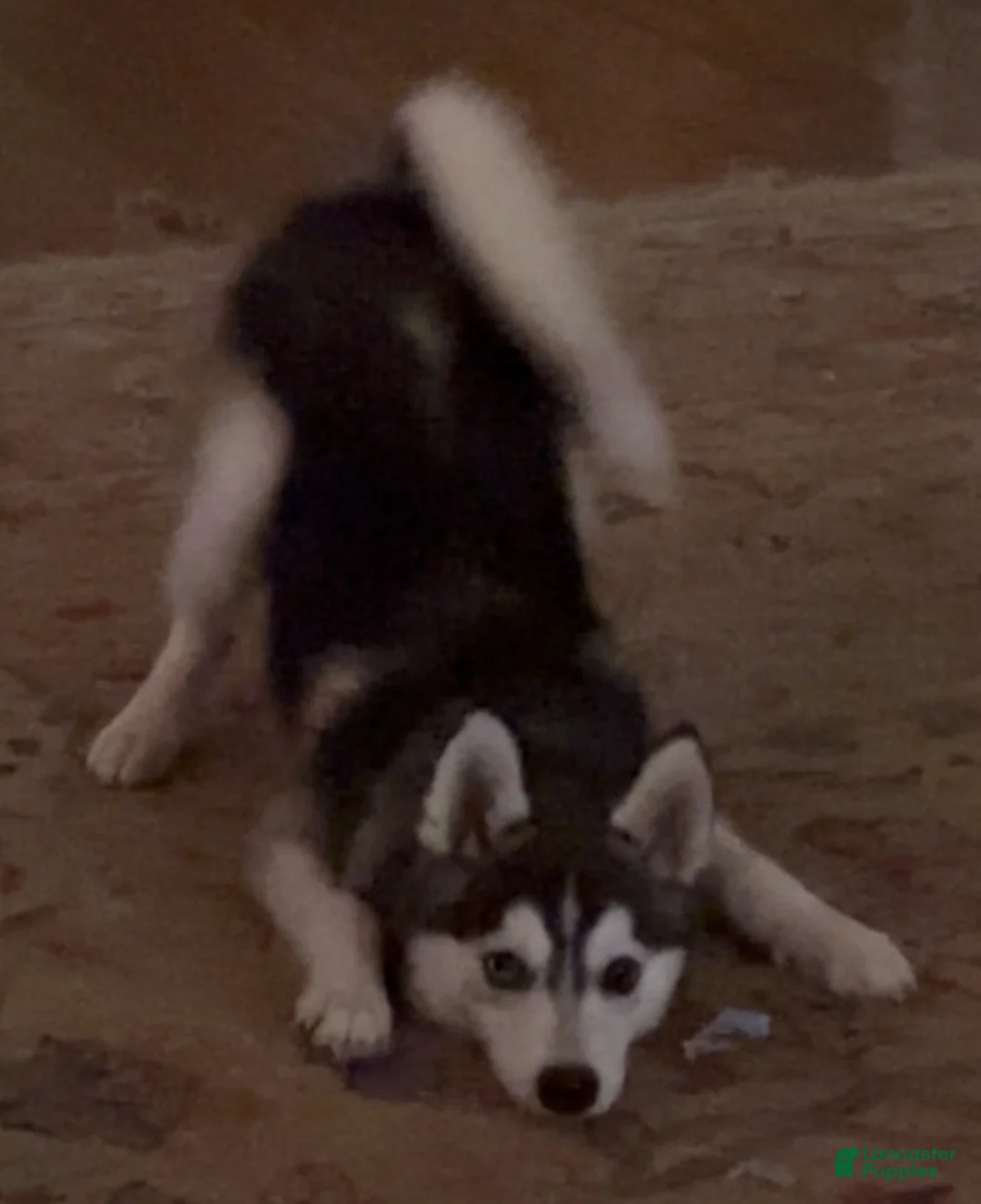 Pomsky dogs for sale: Sev - Ad 4