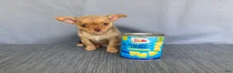 Chihuahua dogs for sale: Ruby - Ad 1
