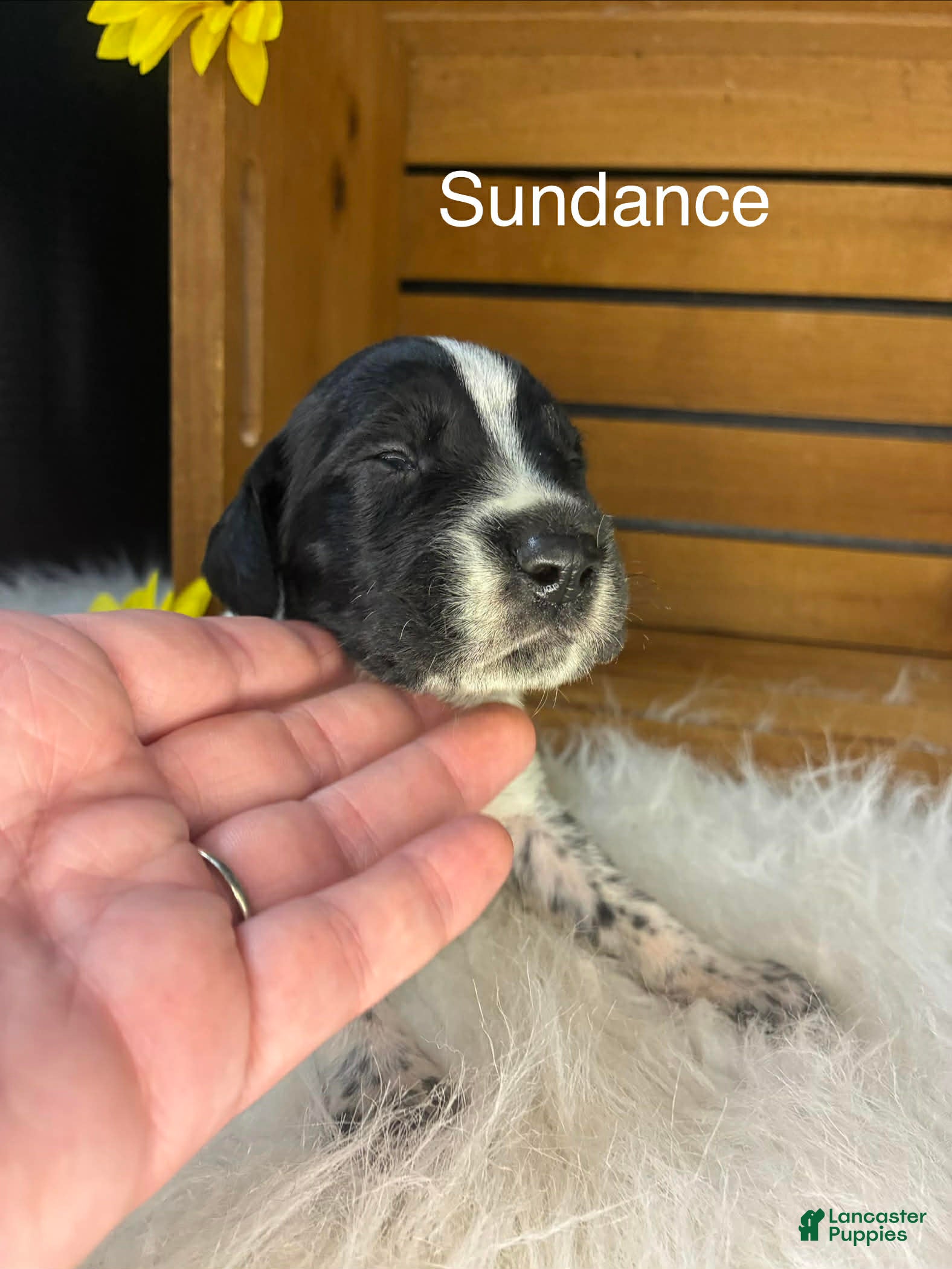 German Shorthaired Pointer dogs Sundance  - Ad 22