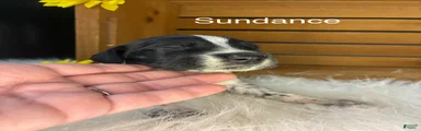 Sundance 